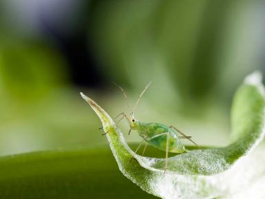 RRes-photo-story-comp-aphid-for-flickr