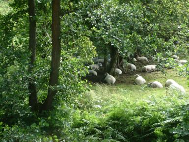 Sheep sheltering under trees in Camarthenshire