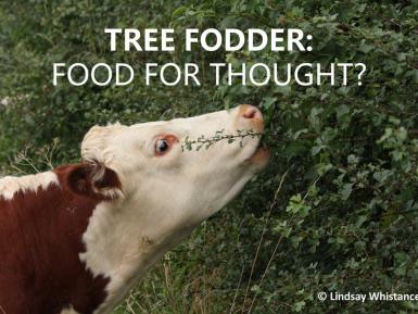 Tree Fodder Food For Thought