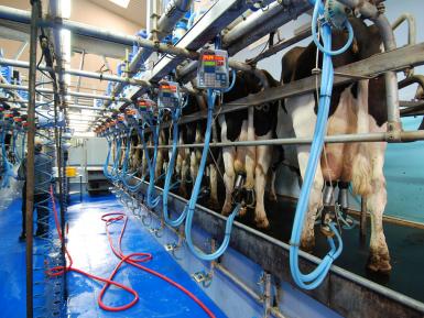 Holstien-friesian herd, Daylesford Organic Dairy