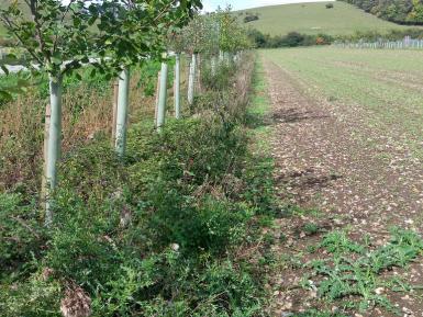 Agroforestry for Growers