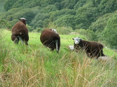 Cumbrian sheep and trees