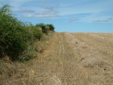 Hedge and stubble