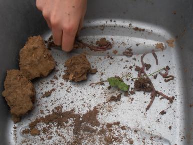 Counting earthworms