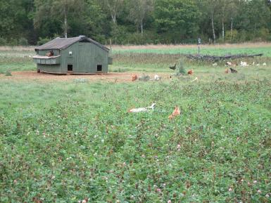 Hens foraging