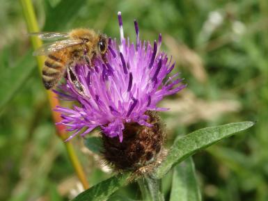 Honeybee on knapweed