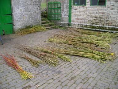 Cut Willow