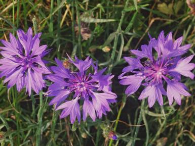 Cornflower