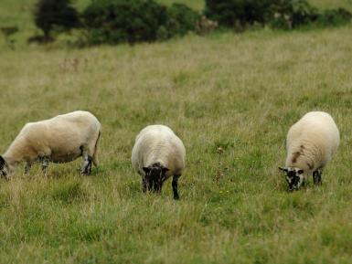 Beulah Sheep