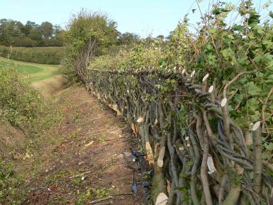 Midlands hedge-laying at Wimpole Estate, 2010