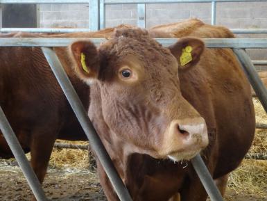 Beef cattle just before calving