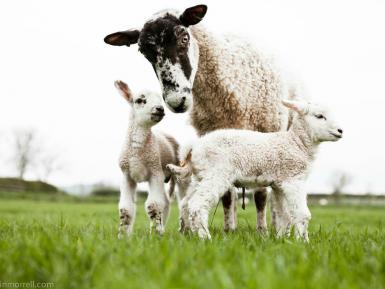 3 ewe with lambs 2