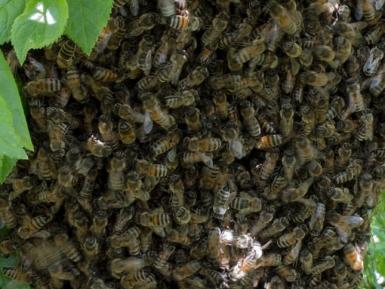 Cropped photo of honeybees by Daylesford Organic