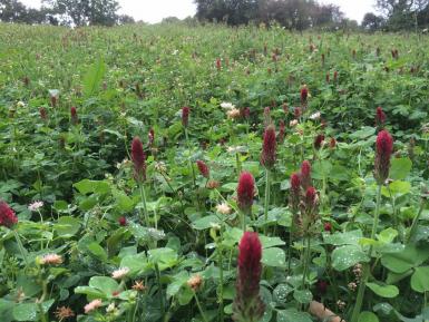 Troed-y-Rhiw legume mix