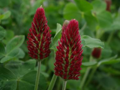 Crimson clover