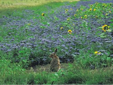 Hare in field margin