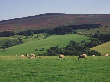 Grazing - Exmoor National Park