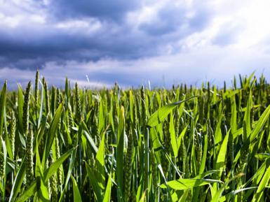 Daylesford Organic wheat Field. Martin Morrell