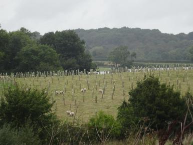 Agroforestry Trials, Allerton