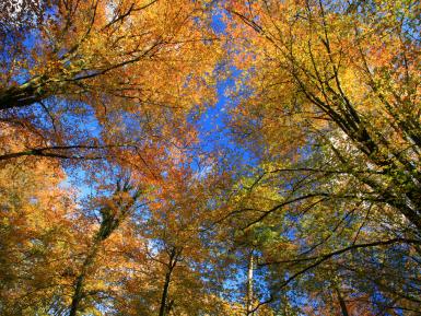 Autunmal canopy