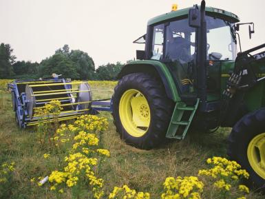 Ragwort removal