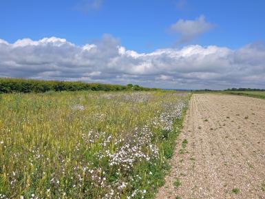 Flower & new sown multi-species ley. Peter Thompson- GWCT