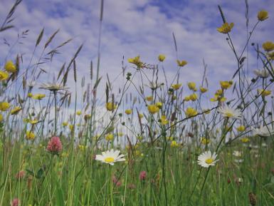 Wildflowers