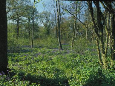 Two-year coppice -Thorpe Wood - Peterborough