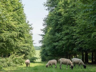 Sheep grazing between trees at Little Hidden Farm near Hungerford