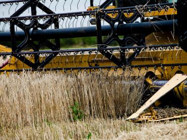 JCB combine wheat harvest. Martin Morrell