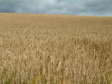 Nature loss linked to farming intensity