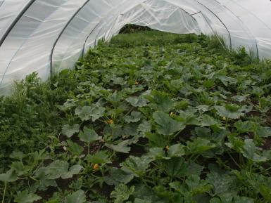 Courgettes growing in a thick mulch of green waste compost