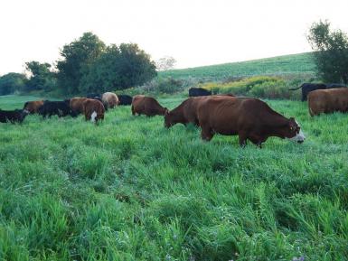 Tony McQuail Pasture