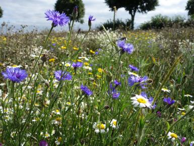 Flower-rich field margin vegetation with cornflower in foreground NM