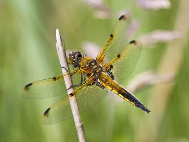 Four spotted chaser