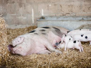 Gloucester Old Spot and her piglets at Daylesford Organic farm- Martin Morrel