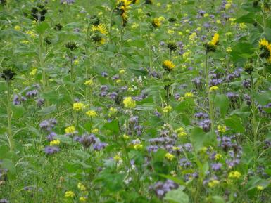 Pollinator Flower Mix, Allerton