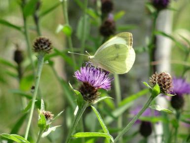 Cabbage White butterfly on knapweed