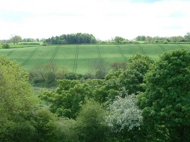 Trees and arable field