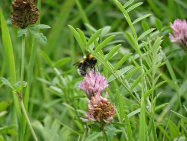 Bee on Clover