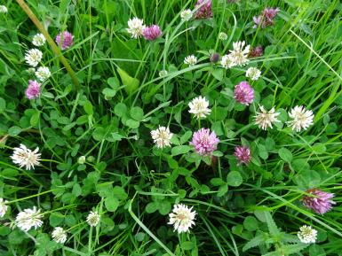 Red and White Clover