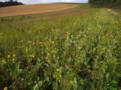 Winter bird seed on HLS Land