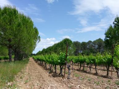 Pines and vines agroforestry, Restinclieres