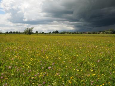 Hay meadows Lower Derwent Valley NNR