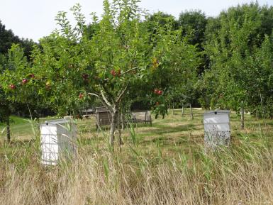 Bees and apple trees