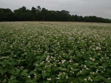 Buckwheat cover crop, Abbey Home Farm 2013