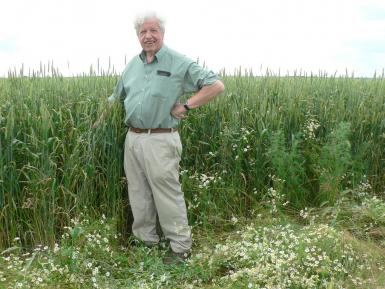 Martin with ORC Wakelyns Population wheat