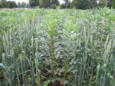 Three rows of wheat followed by three rows of beans