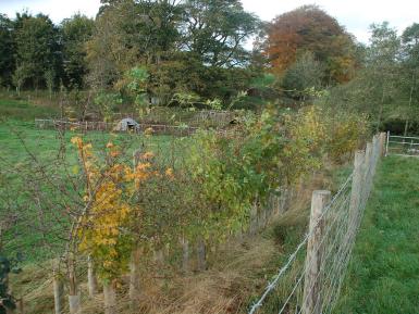 Mixed native species hedgerow planted at Cannerheugh Farm Cumbria