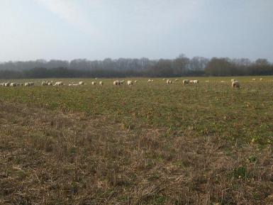 Sheep can be useful converters of biomass